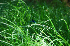 beautiful-greek-nature