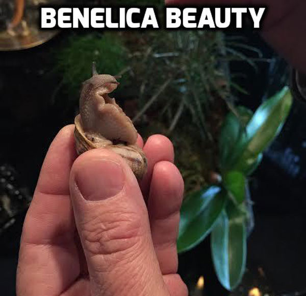 benelica-beauty-open