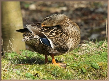 duck-preening
